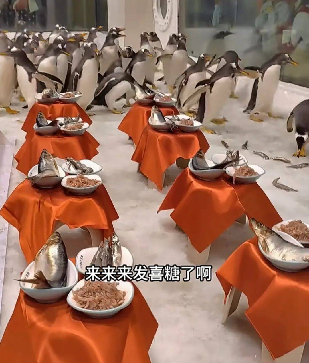 海洋馆为企鹅办“婚礼”<strong></p>
<p>q币</strong>！“证婚人”是…网友：份子钱随多少Q币合适？
