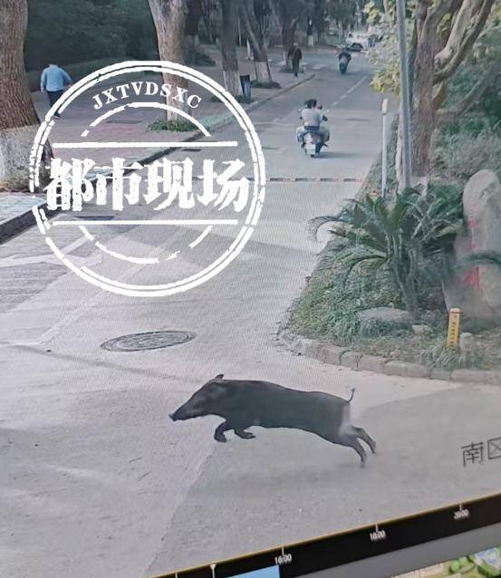 江西一高校惊现野猪<strong></p>
<p>区块链挖矿</strong>，最后在食堂被成功抓获
