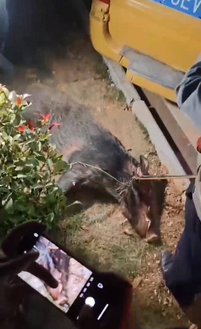 江西一高校惊现野猪<strong></p>
<p>区块链挖矿</strong>，最后在食堂被成功抓获