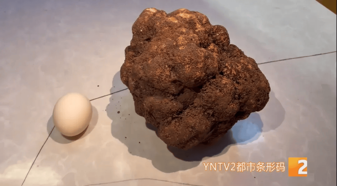 昆明一村民挖到1.7公斤超大松露<strong></p>
<p>波卡币交易</strong>！“看都看不够”