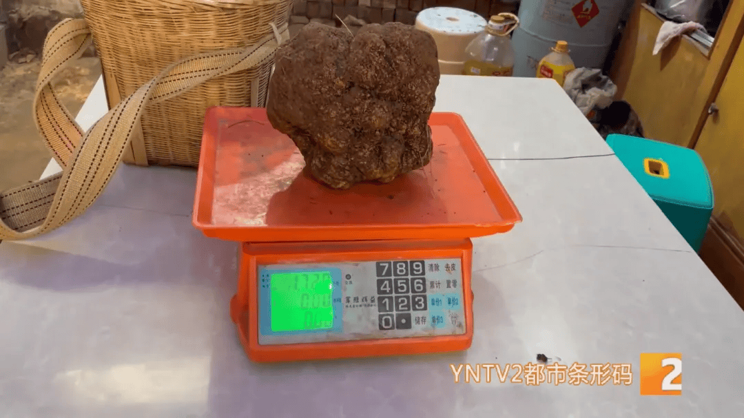 昆明一村民挖到1.7公斤超大松露<strong></p>
<p>波卡币交易</strong>！“看都看不够”