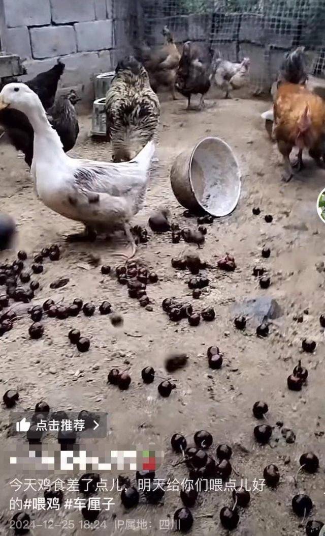 车厘子喂鸡惹争议 四川汉源果农回应：旧视频<strong></p>
<p>BCH交易</strong>，喂鸡的是“次果”