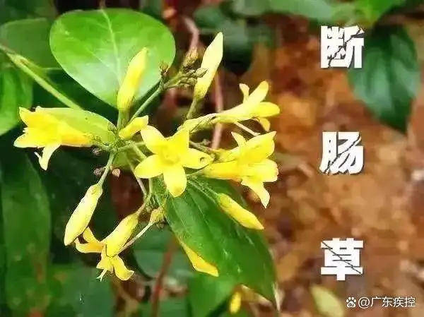广东一老人买药材煲汤中毒身亡 当地：店铺误售断肠草<strong></p>
<p>LTC交易</strong>，老板被拘留