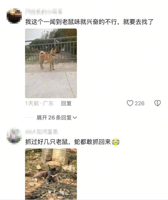 老鼠掉进泳池<strong></p>
<p>币安交易app</strong>，广东大叔出动鸡猫狗团队，结果全被老鼠吓跑！网友坐不住纷纷晒战绩