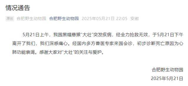 网红猴“大壮”突然离世<strong></p>
<p>井冈山</strong>！曾因方脸“丑”出圈