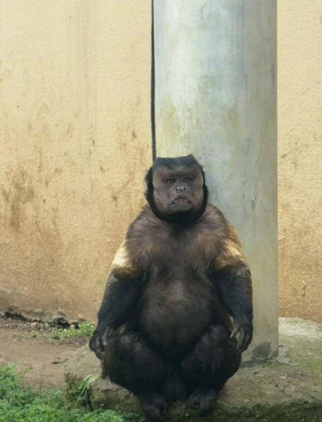 网红猴“大壮”突然离世<strong></p>
<p>井冈山</strong>！曾因方脸“丑”出圈