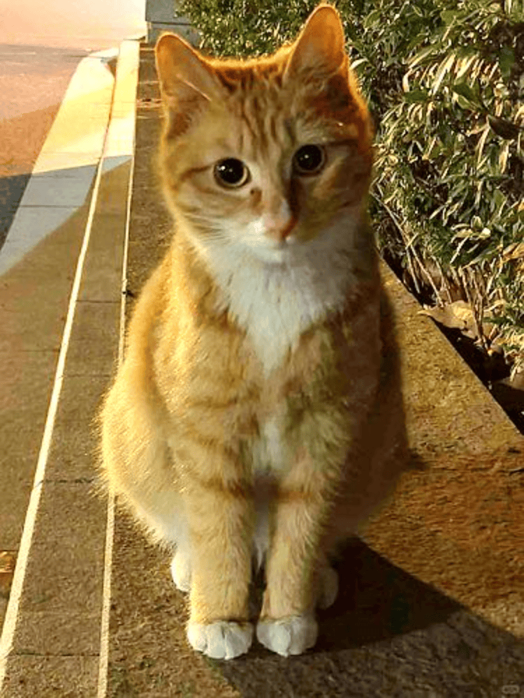 南京大学校庆日“校猫”被钢珠打碎头骨？校保卫处：看了一夜监控<strong></p>
<p>井冈山</strong>，暂未锁定嫌疑人