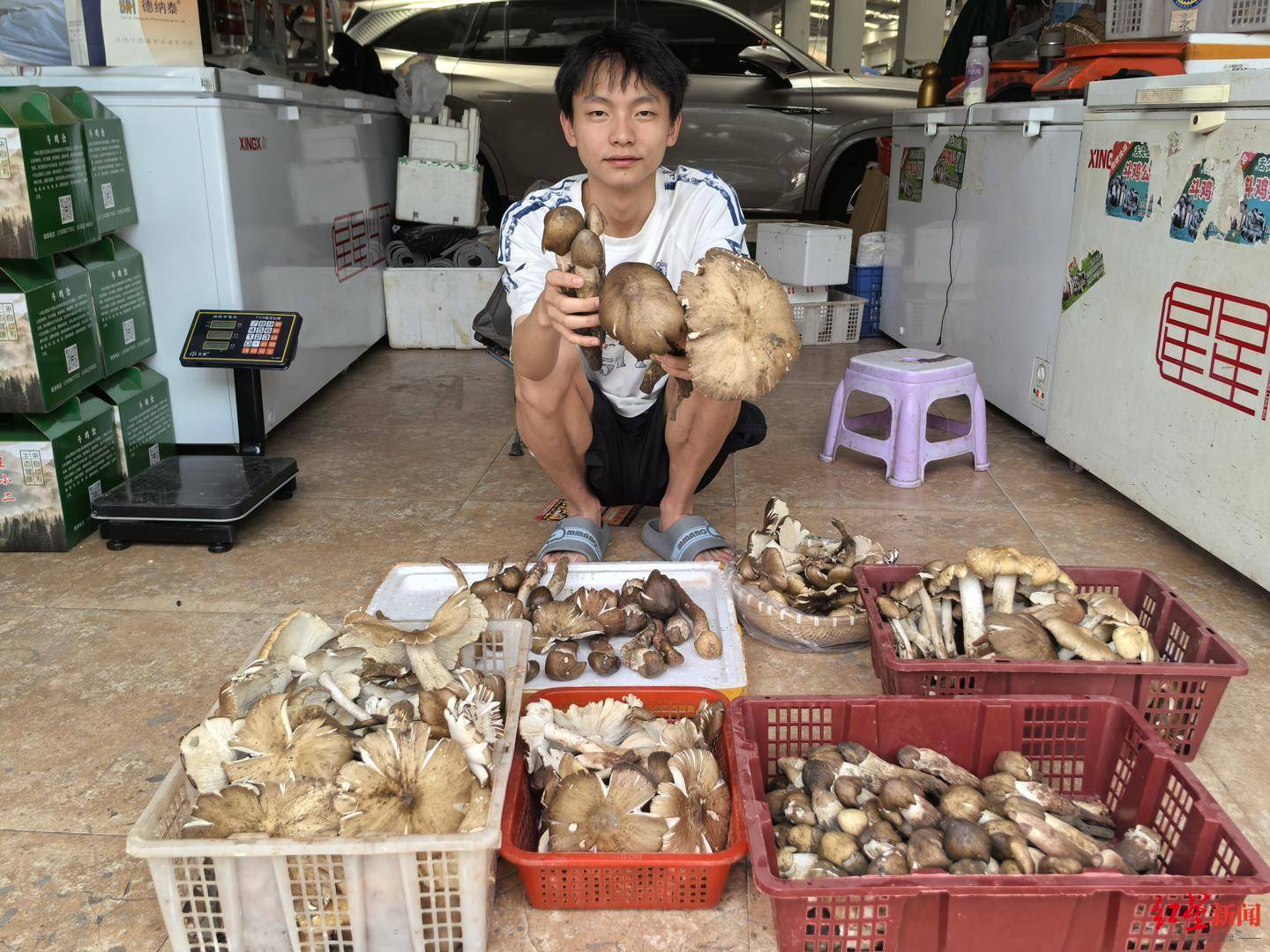 “天价”鸡枞调查：最贵卖到1800元/公斤！雨水少致产量低<strong></p>
<p>灰太狼</strong>，多地价高客少