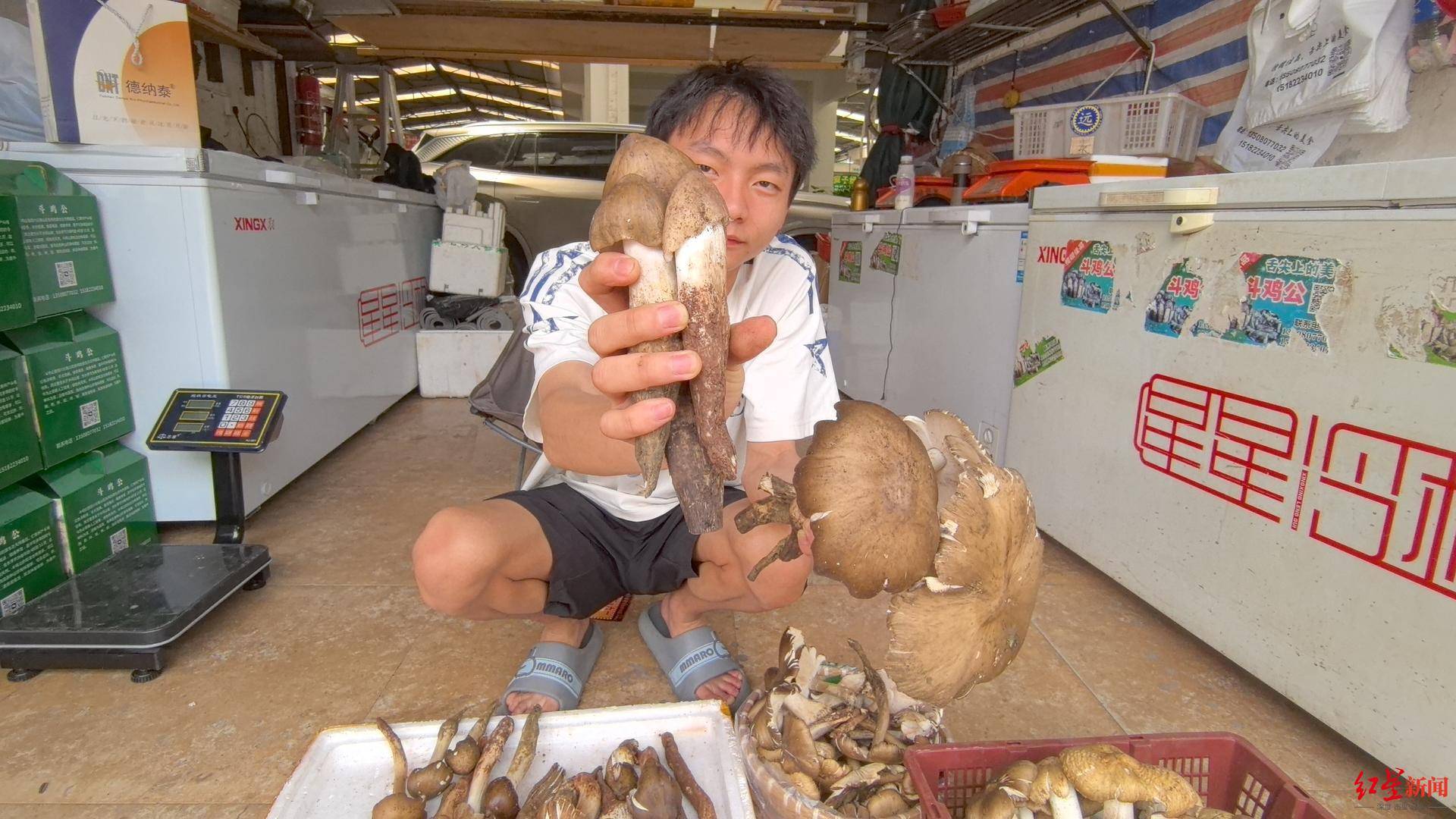 “天价”鸡枞调查：最贵卖到1800元/公斤！雨水少致产量低<strong></p>
<p>灰太狼</strong>，多地价高客少