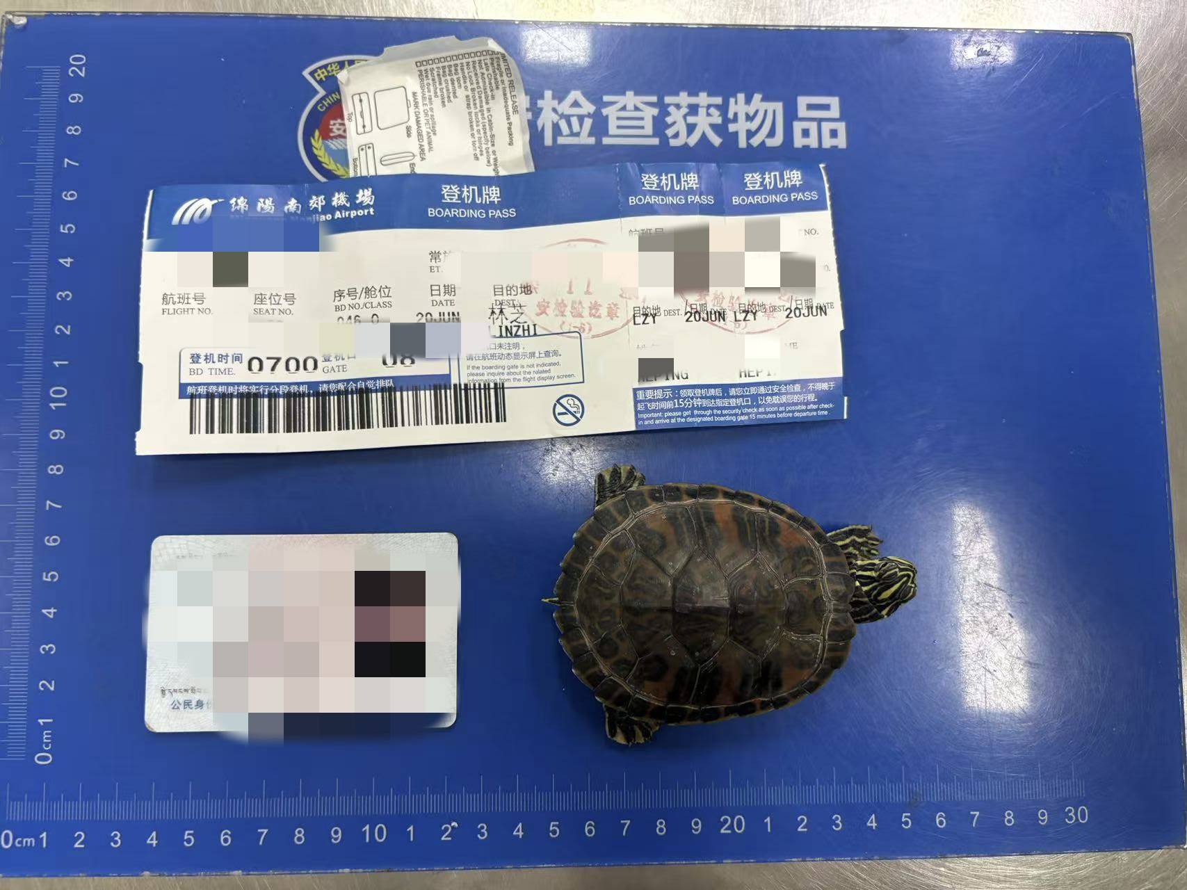 女子将宠物乌龟藏在蝴蝶结盘发内<strong></p>
<p>监察</strong>，过安检乘飞机时被查 警方：批评教育