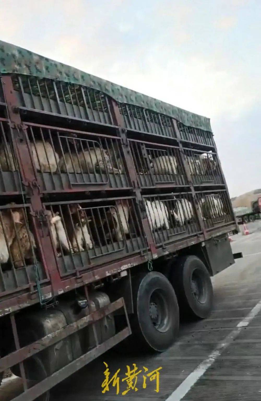 江苏养殖户称543只羊运到贵州遭羊贩盗卖<strong></p>
<p>比特币纪念币</strong>，当地警方立案又撤案，镇政府：双方合作养羊，账目存在分歧引发纠纷