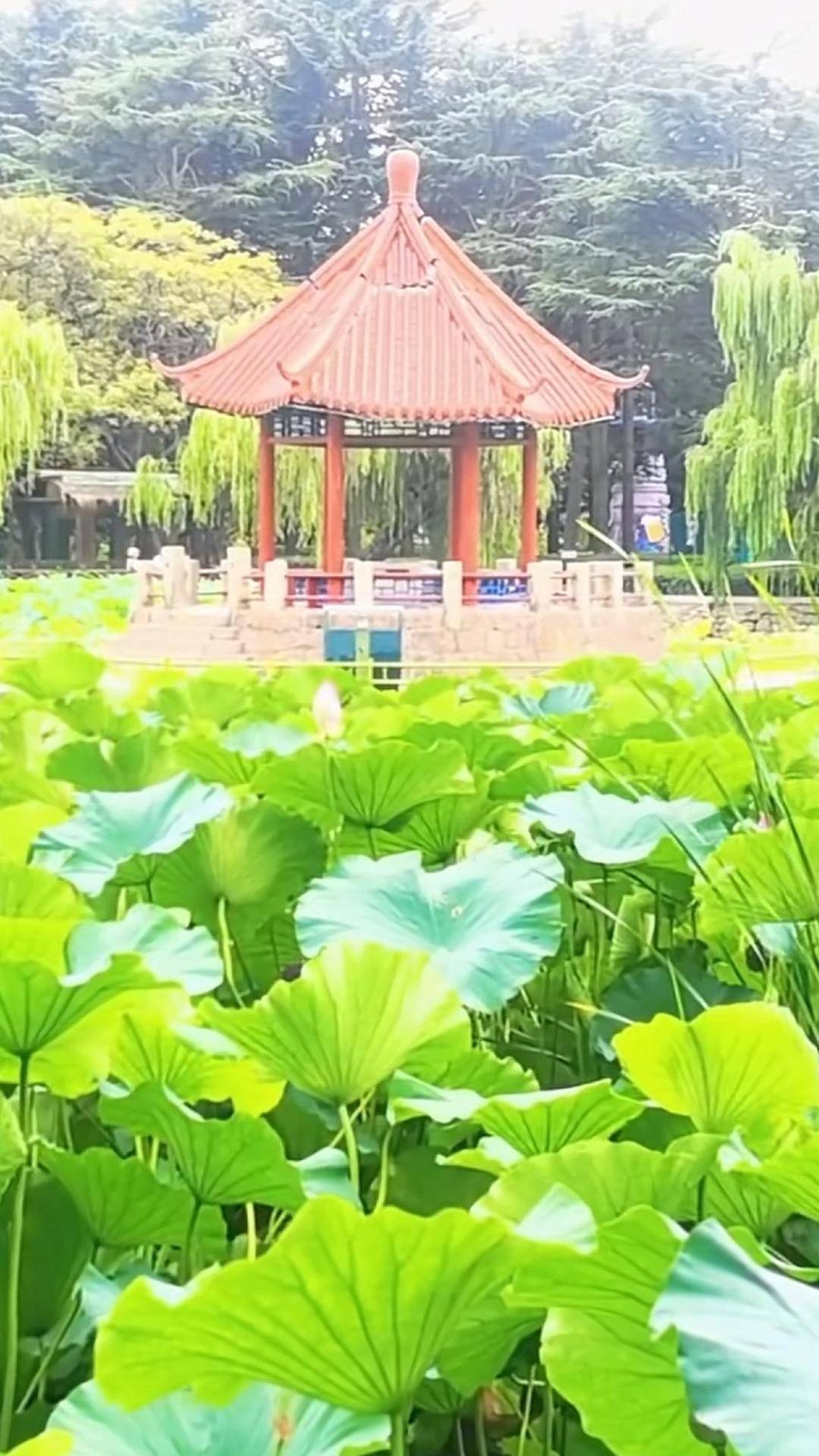 青岛中山公园一凉亭突然倒塌：一年前刚完成修缮<strong></p>
<p>比特币交易网站</strong>，园方称无伤亡原因待查