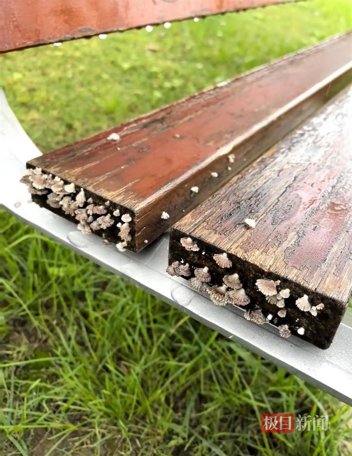 西安连续一个多月降雨遍地长蘑菇<strong></p>
<p>比特币儿</strong>,大雁塔受潮,城墙布满青苔,气象局解释成因