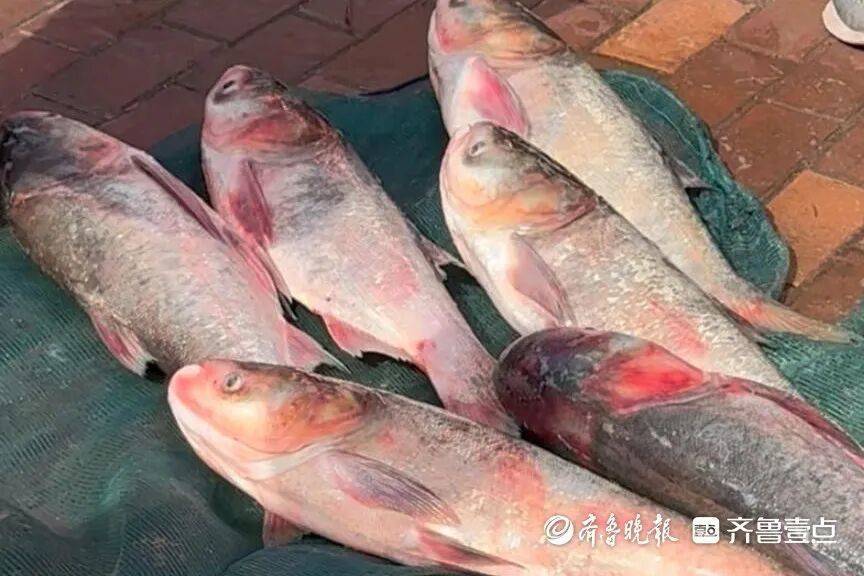 “鱼多得数不过来<strong></p>
<p>比特儿下载</strong>,一网子下去能捞好几条”济南锦绣川水库开闸放水,大量鲢鱼被冲出,工作人员:禁止捕捞!