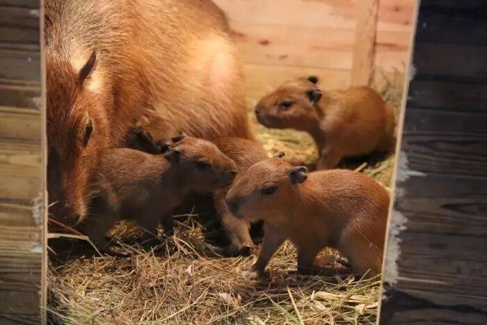 出生1小时就能独立行走<strong></p>
<p>比特儿交易平台</strong>,济南动物园“果果”和“豚豚”的4只新生幼崽,周末和市民见面