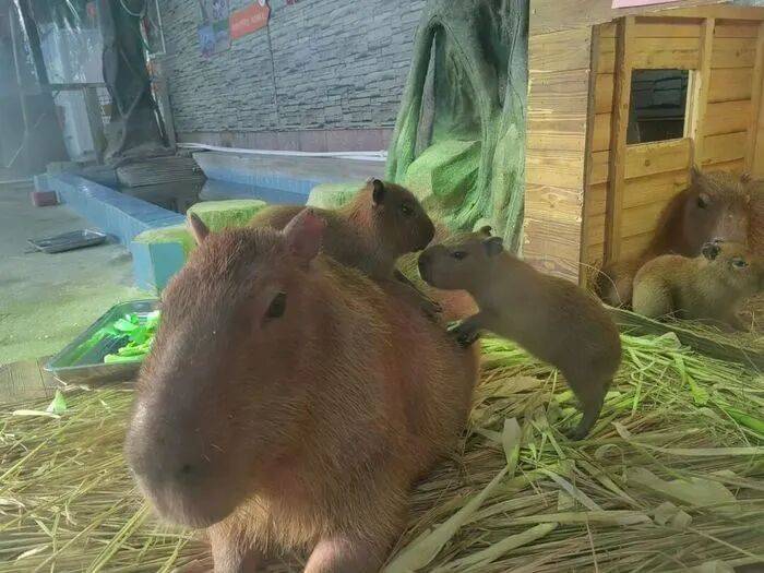 出生1小时就能独立行走<strong></p>
<p>比特儿交易平台</strong>,济南动物园“果果”和“豚豚”的4只新生幼崽,周末和市民见面