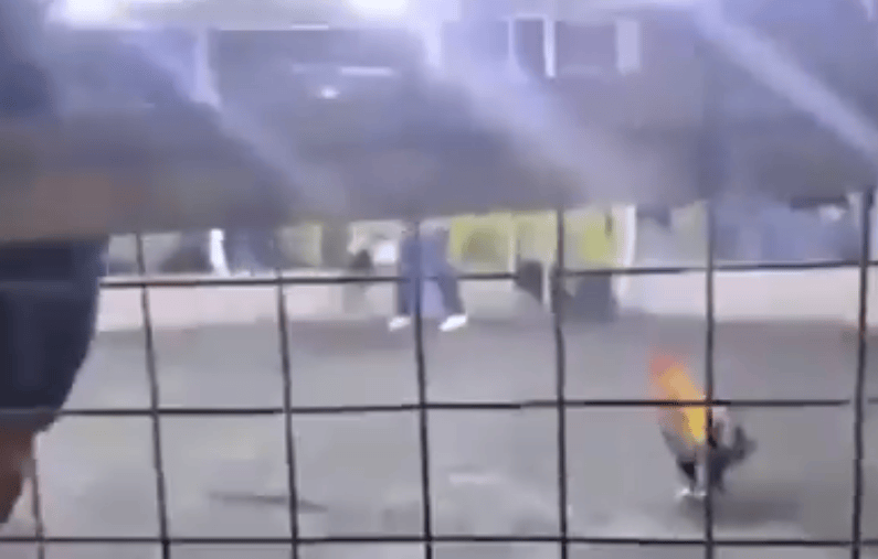男子遭自家斗鸡攻击大出血死亡<strong></p>
<p>比特儿海外版</strong>，鸡脚上绑有锋利刀片，当地赛事奖金高达21万