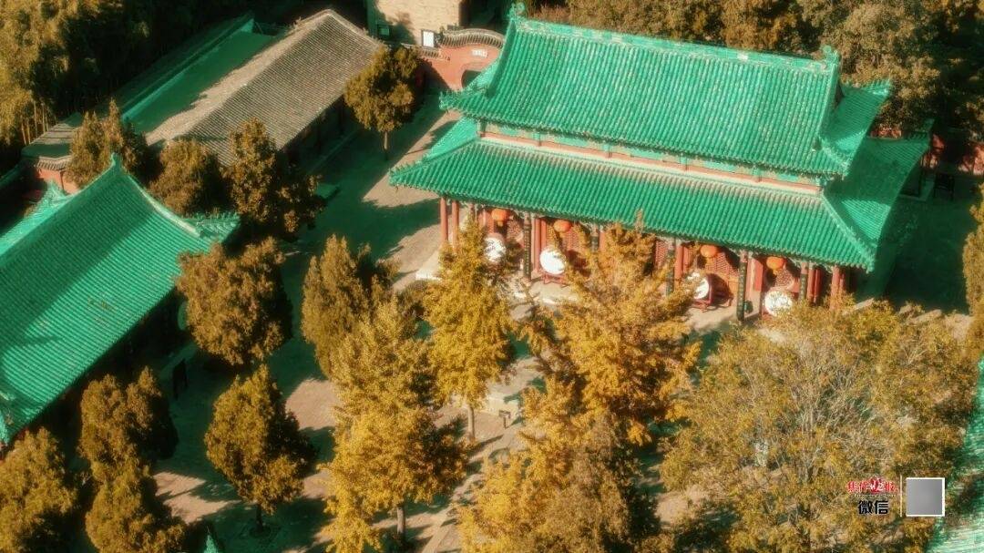 银杏金黄<strong></p>
<p>比特儿国际</strong>！铺满焦作的秋天！
