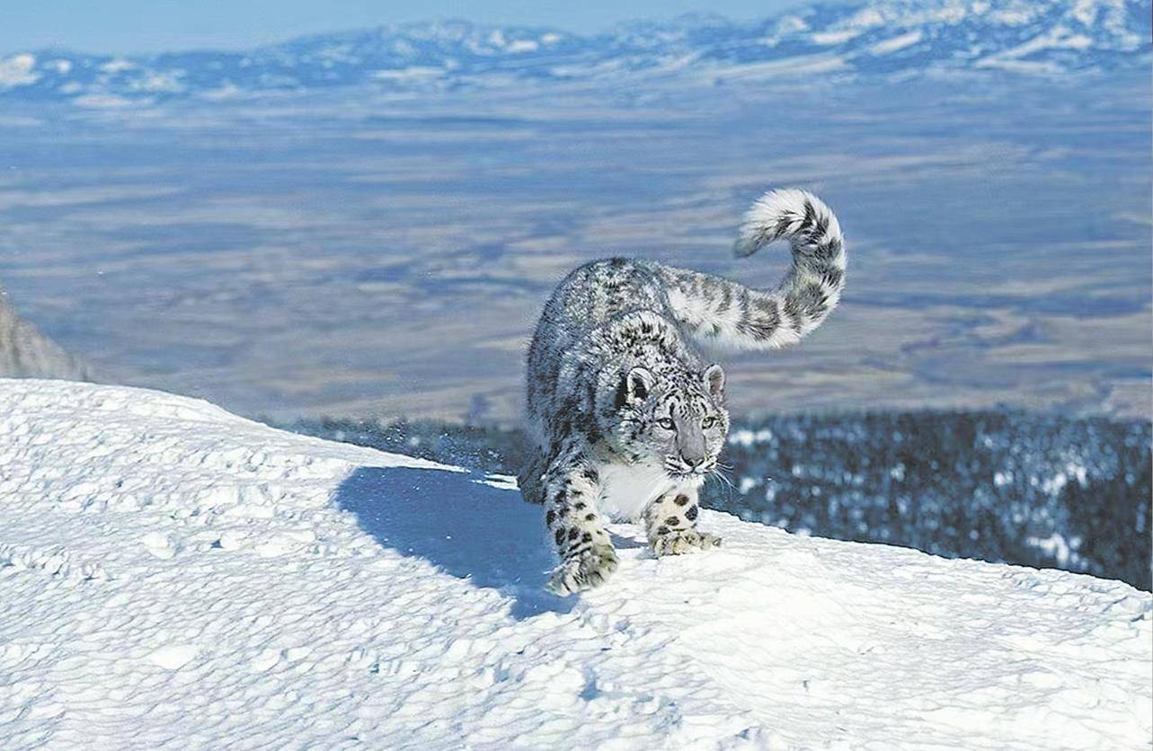 男子猎杀雪豹并剥皮加工<strong></p>
<p>比特儿网站</strong>,两月后又猎杀北山羊食用 涉案价值55万元,获刑5年