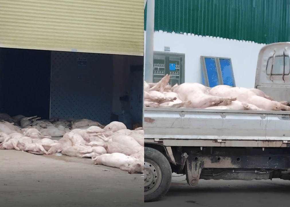 广东一食品企业出现大量死猪事件追踪:公安部门介入侦办<strong></p>
<p>比特儿网站</strong>,企业负责人被控制