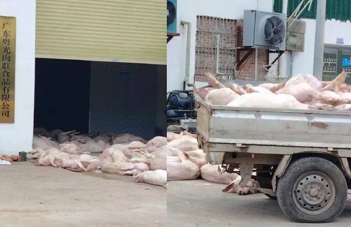 广东一肉联公司门口堆满死猪<strong></p>
<p>比特儿海外交易平台</strong>，官方通报：7人被公安控制，涉嫌非法处置死猪