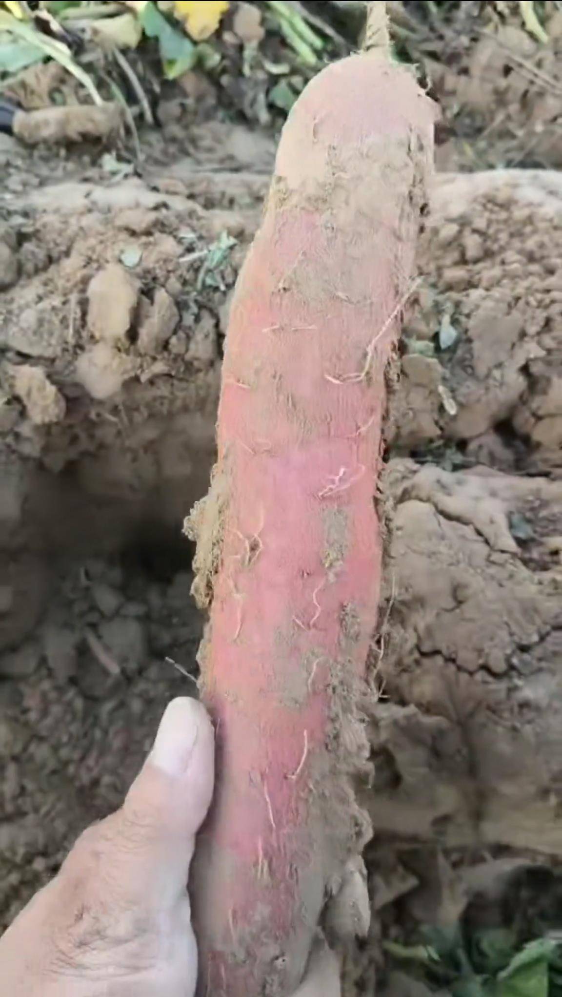 数百人冲进地里捡红薯<strong></p>
<p>比特儿交易平台官网</strong>,田主称是秋收剩下的,网友:免费翻地,利人利己