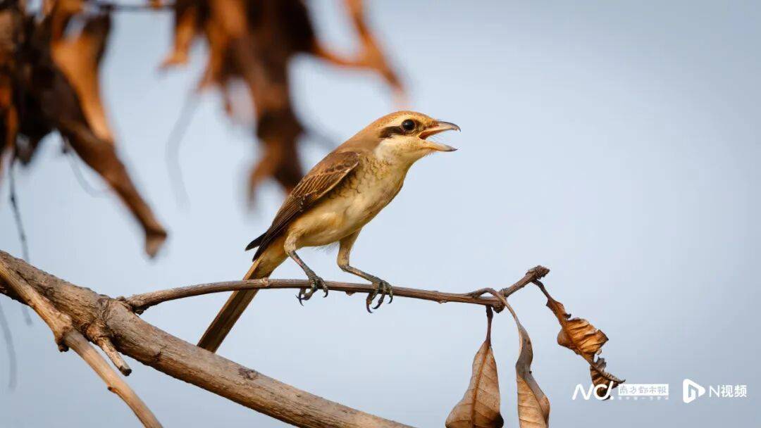 东莞最新发布:将严厉打击这些行为<strong></p>
<p>比特儿暂停</strong>!
