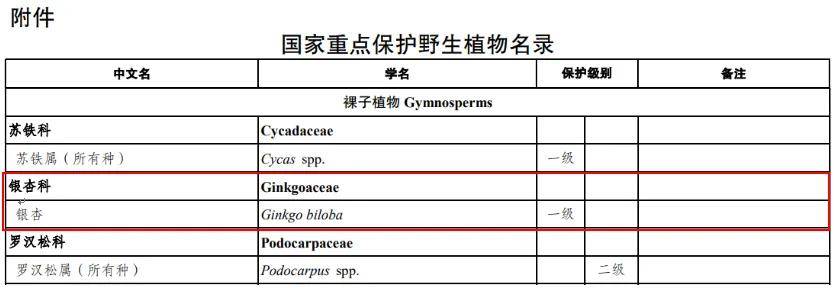 满大街都是银杏树<strong></p>
<p>比特儿新版</strong>，为什么还是濒危物种？