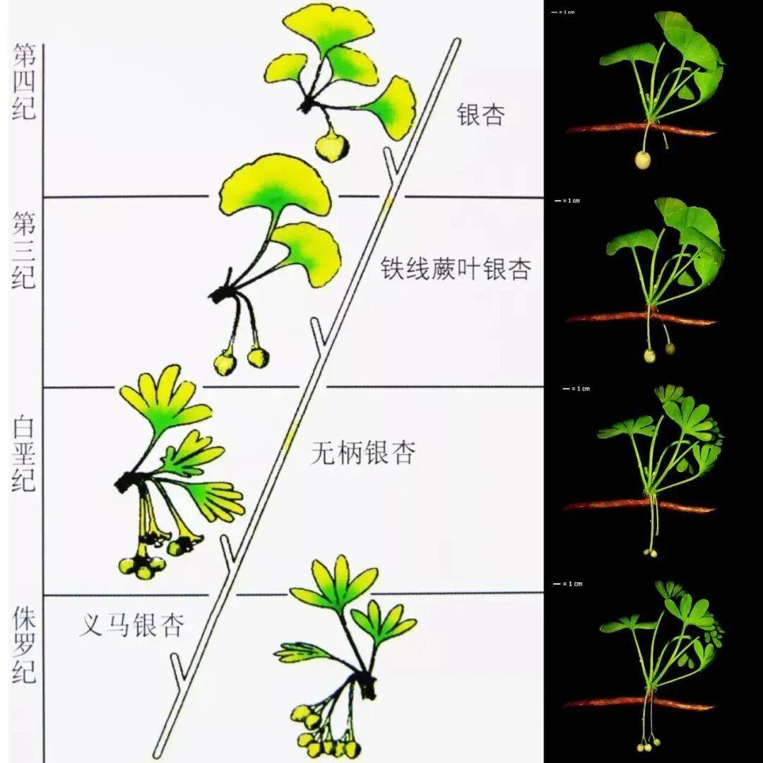 满大街都是银杏树<strong></p>
<p>比特儿新版</strong>，为什么还是濒危物种？