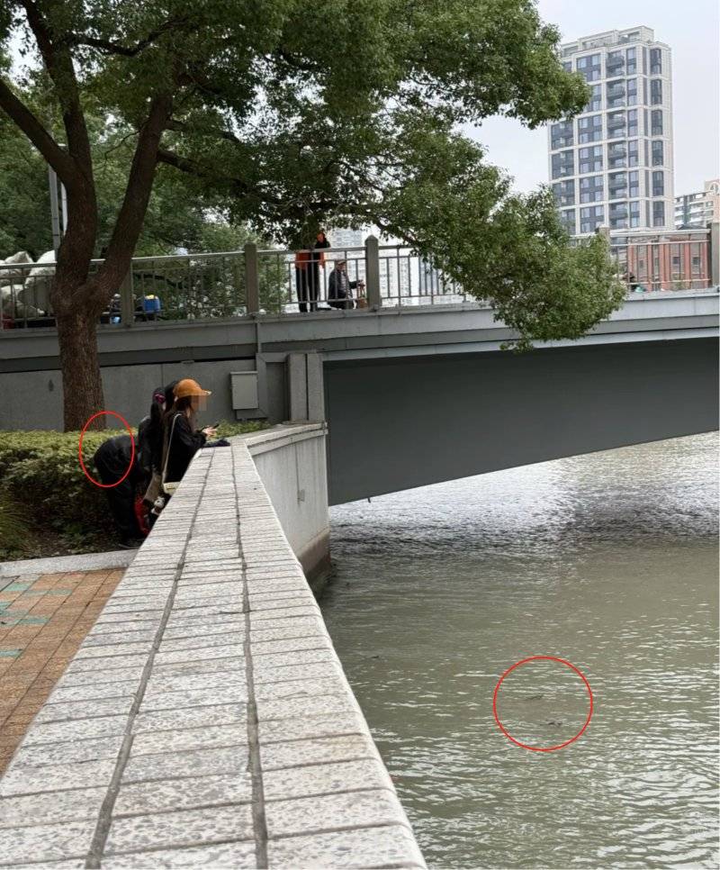 上海苏州河有人放生牛蛙？当地回应：严禁放生外来物种<strong></p>
<p>比特儿新版</strong>，市民可提供相关线索