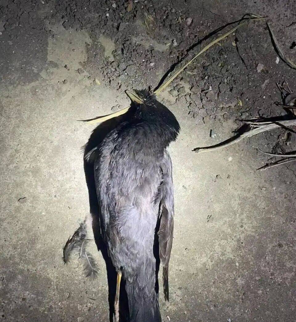 打开冰箱后民警懵了<strong></p>
<p>现货</strong>!男子"攒"了44只国家保护动物,供自己食用...