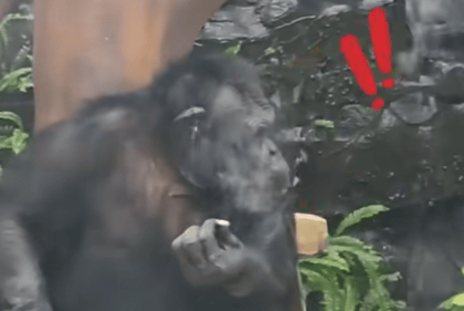 大猩猩抽烟手法娴熟?广西南宁动物园:从小在领养家庭学会抽烟喝酒<strong></p>
<p>TBG虚拟币</strong>,会派人制止