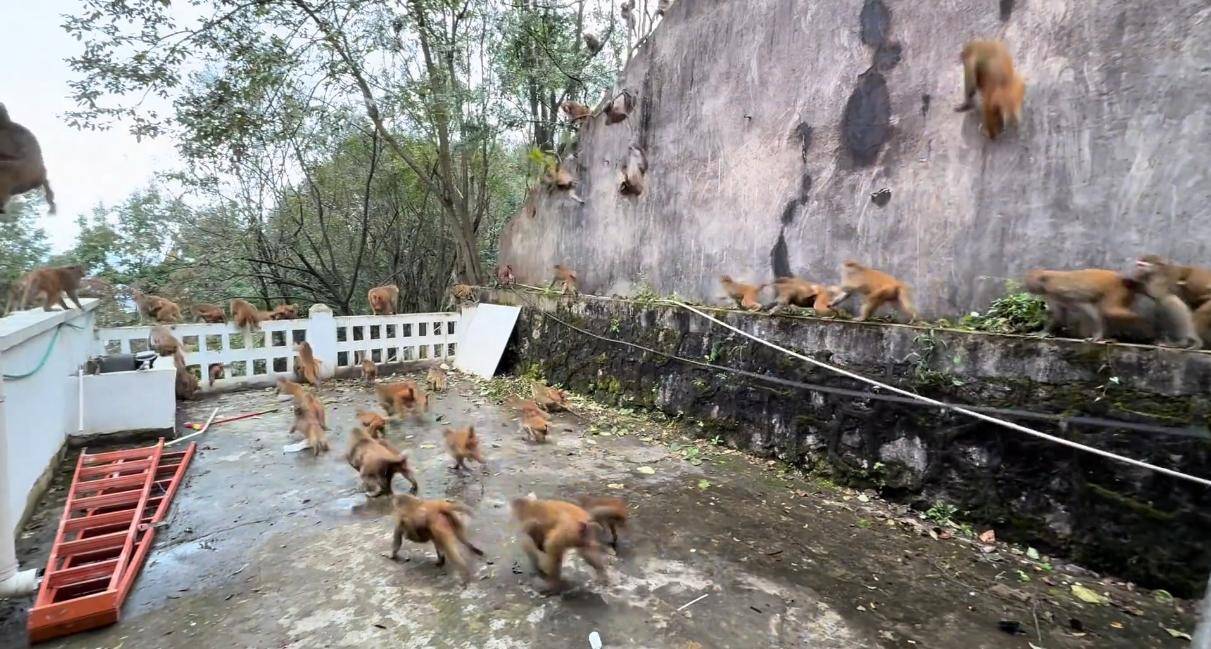 贵州黔灵山猴群一窝蜂冲下山<strong></p>
<p>一键哥虚拟币</strong>,网友称被吓得汗毛立起来!公园回应:猴群活动,很正常