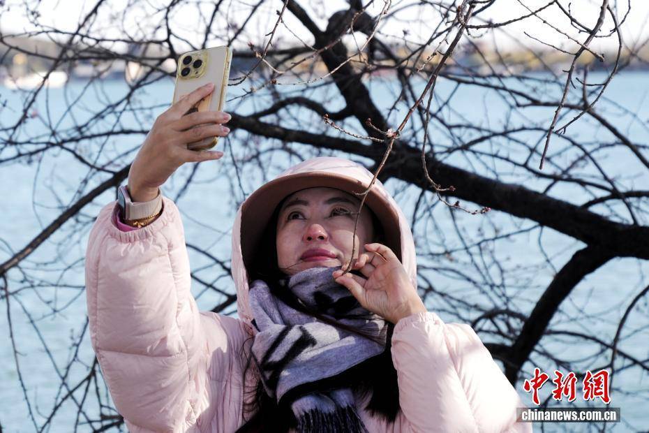 北京颐和园现“春花冬开”景象