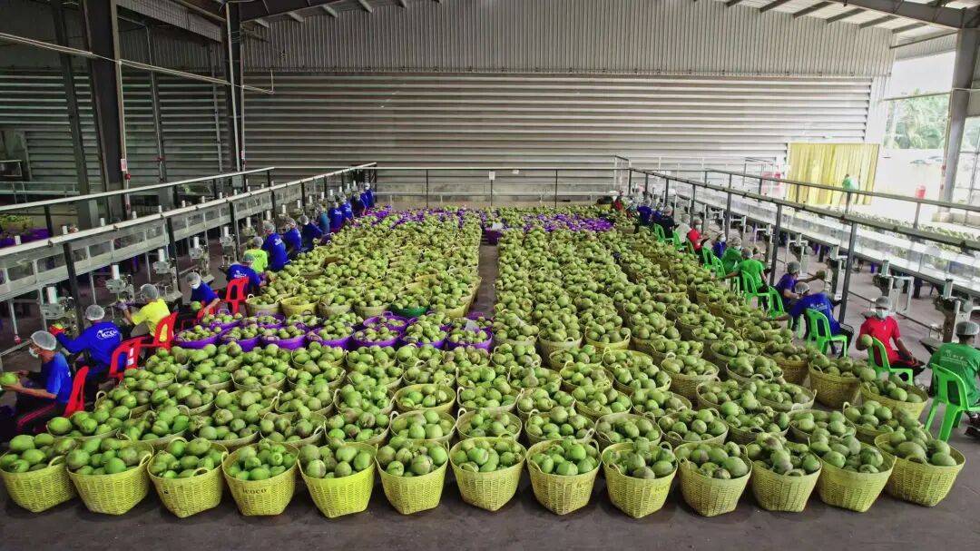 椰子水之外<strong></p>
<p>虚拟网领币</strong>,大公司争夺40亿元生椰市场