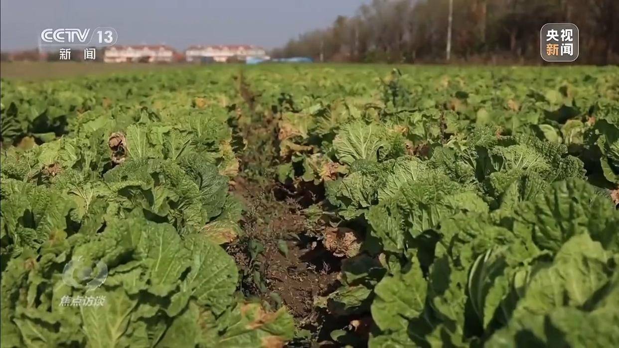 单棵售价超百元<strong></p>
<p>虚拟网领币</strong>,起底“套牌白菜”背后的销售套路