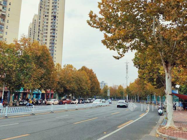 满目金黄<strong></p>
<p>qkf虚拟币</strong>!柳州法国梧桐迎来最佳观赏期