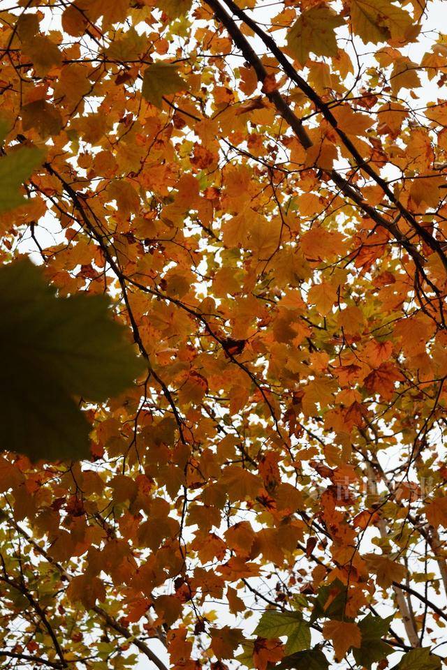 满目金黄<strong></p>
<p>qkf虚拟币</strong>!柳州法国梧桐迎来最佳观赏期