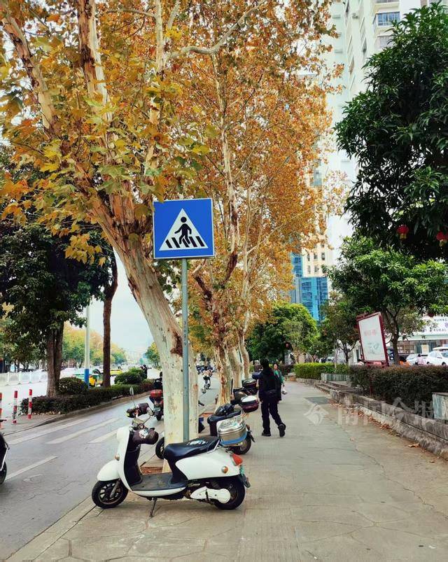 满目金黄<strong></p>
<p>qkf虚拟币</strong>!柳州法国梧桐迎来最佳观赏期