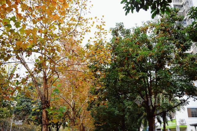 满目金黄<strong></p>
<p>qkf虚拟币</strong>!柳州法国梧桐迎来最佳观赏期