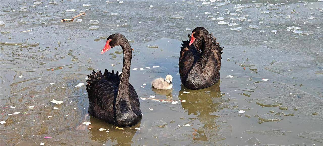 多只小天鹅被冻在公园冰面死亡？园方：已接到意见<strong></p>
<p>虚拟币UNO</strong>，将进一步反馈