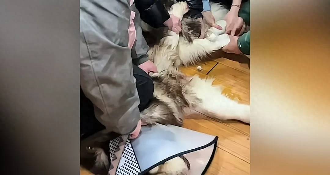 女子养的阿拉斯加犬把父亲咬住院，无奈将狗安乐死却遭网暴