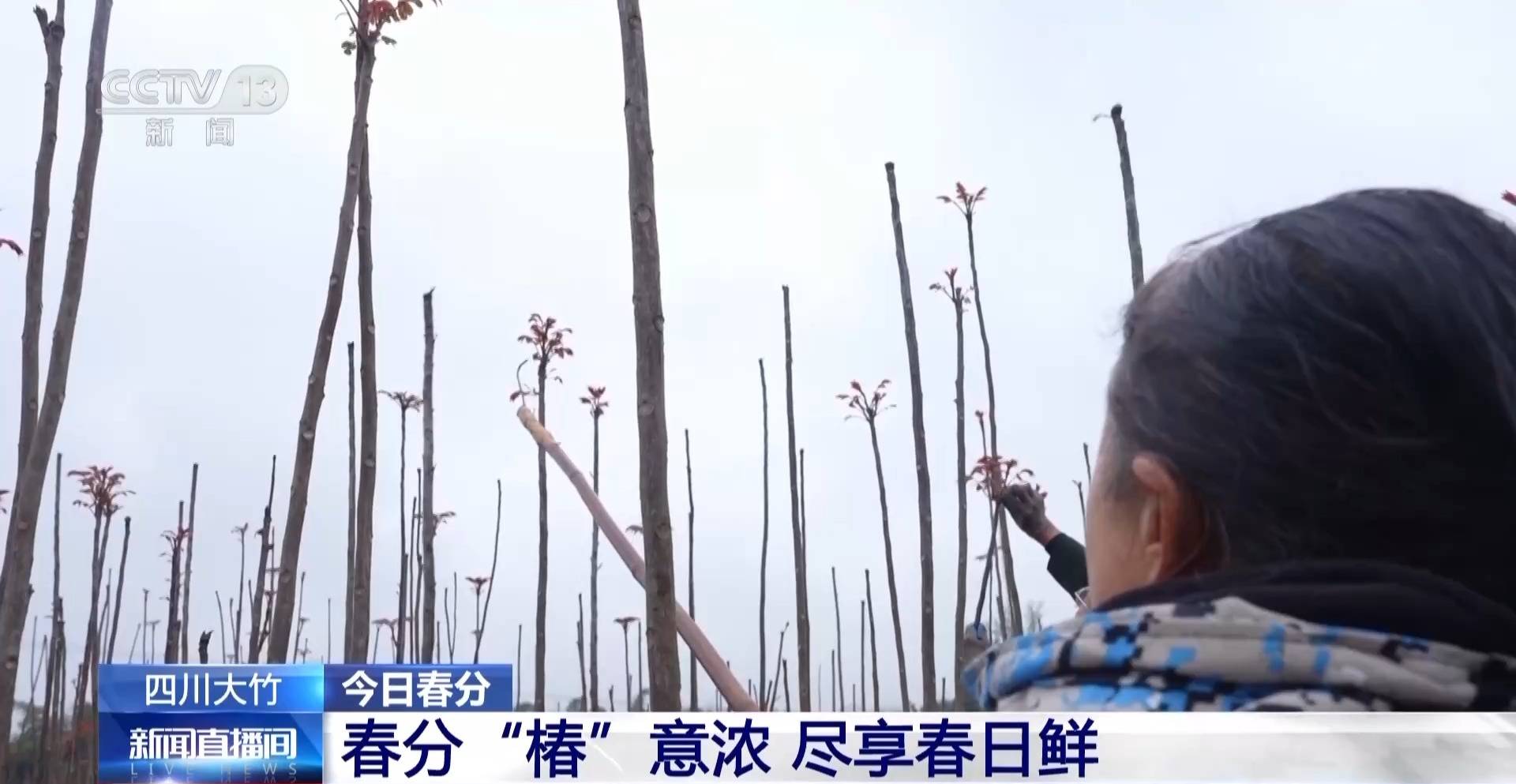 蒸、煎、拌、酿……一口鲜菜如何“锁”住春天<strong></p>
<p>虚拟币挤兑</strong>?