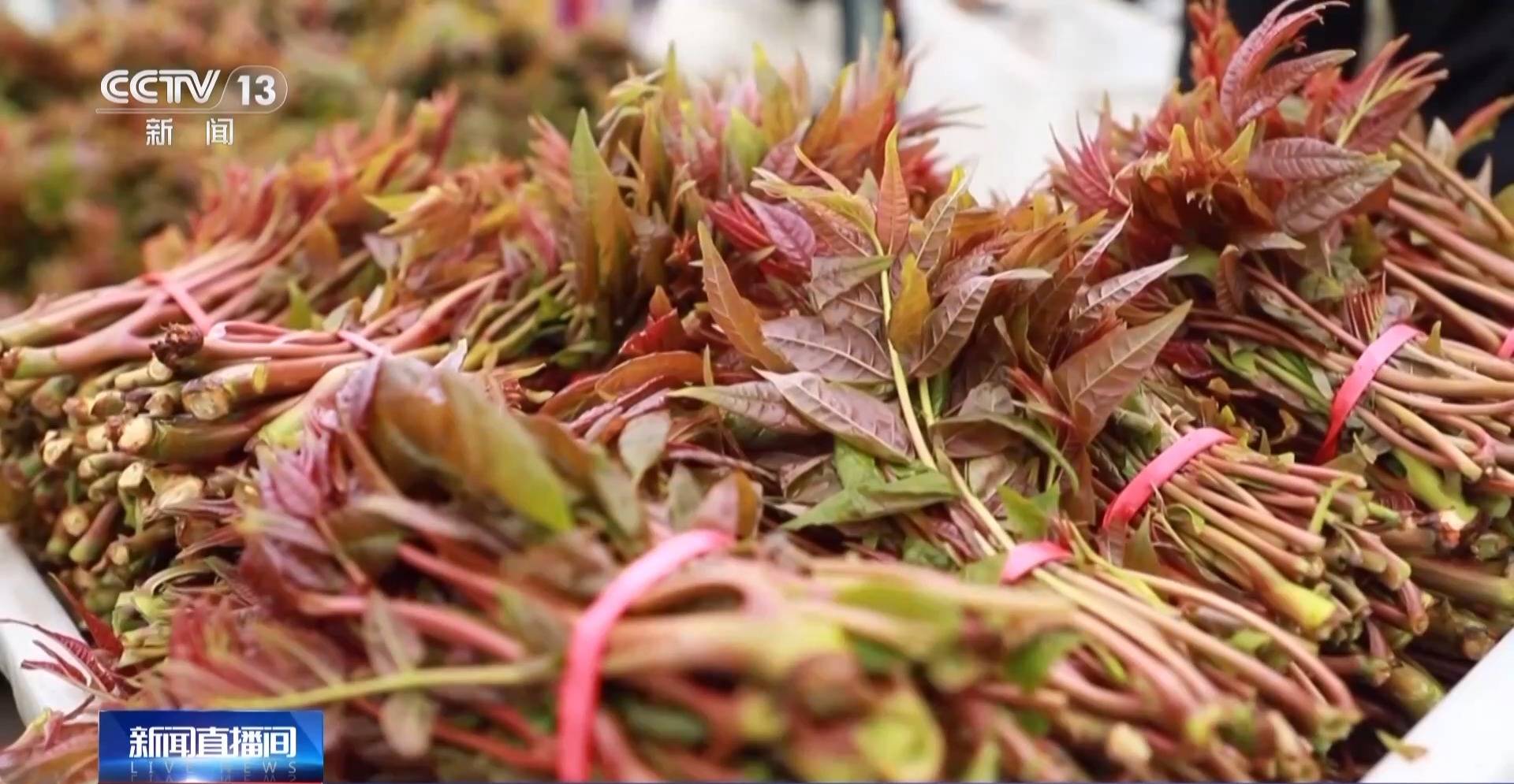 蒸、煎、拌、酿……一口鲜菜如何“锁”住春天<strong></p>
<p>虚拟币挤兑</strong>?