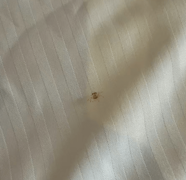 男子在三亚游泳耳朵现闷堵感，一只活体小螃蟹从耳道爬出！ 农业部门提醒：建议下海戴耳塞